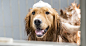 How-to-get-your-dog-to-love-bath-time