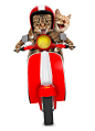 骑摩托车 猫猫