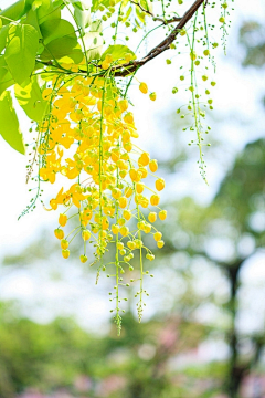 游生杂记采集到平面风景植物素材