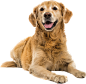 Dog PNG