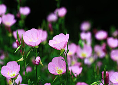 冼颜采集到04生活 花海