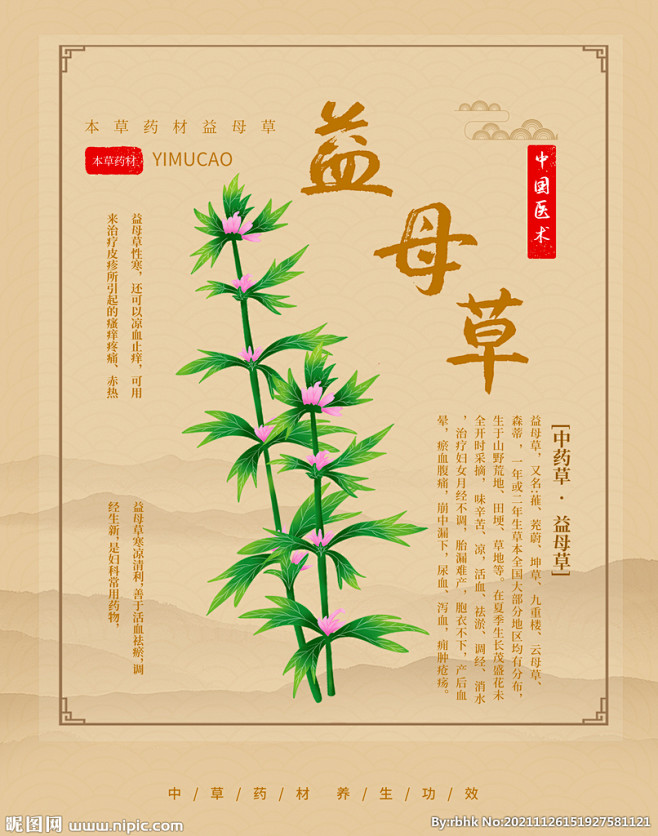 益母草海报