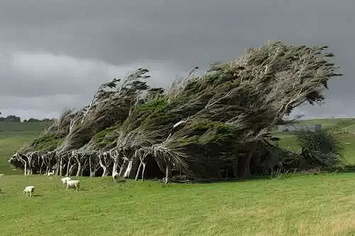 新西兰一处风吹树斜奇景：刚好生长在新西兰...