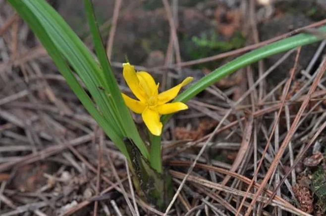 仙茅仙茅curculigoorchioides