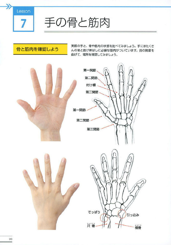 人体参考/手部教程/手部素材 手的素材 花瓣关注原画人，推荐更多精选素材，绘画更有灵感