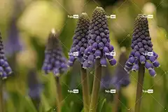 蓝葡萄 花壁纸 鲜花 花卉背景 美丽的花朵 蓝色 植物区系 春天