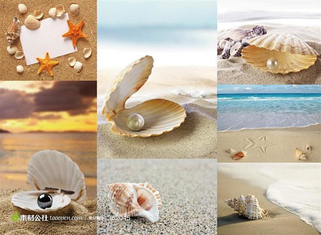 多张沙滩上的贝壳与珍珠摄影背景桌面壁纸图...