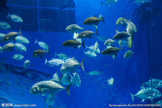 冲绳水族馆海鱼鱼群观赏鱼海洋博公园内亚克力板看面大型水族馆黑潮之