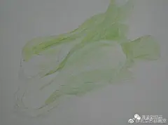 两颗逼真的大白菜彩铅画图片 青菜彩铅手绘教程 白菜的画法 白菜怎么画_www.youyix.com