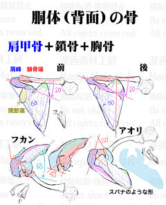 风の行者采集到A-绘画教程人体结构