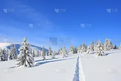 这是冬日清晨的壮丽景色。宽的小径。圣诞节的森林。壁纸背景。位置:欧洲乌克兰喀尔巴阡山脉。