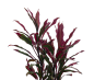 D0100 蕨类植物PNG素材 (26)