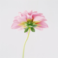 糖绿小宝采集到花
