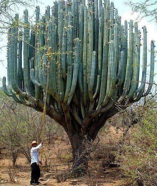 hugewildcactus