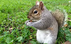 可爱萌宠松鼠觅食桌面壁纸-壁纸下载-www.pp3.cn