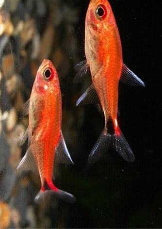 海南红灯笼鱼图片图片