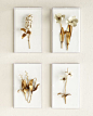 Tommy Mitchell Gilded Flower Studies in Acrylic - Horchow