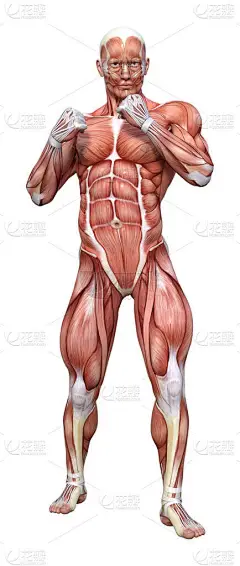 用白色背景隔离肌肉图的男性图形的三维绘制