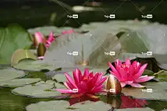 荷花 粉色的 花壁纸 花 水 自然 百合 植物 池塘 夏天