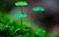 绿色植物清爽桌面壁纸
