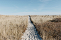 Sand path through grass field photo by Alice Donovan Rouse (@alicekat) on Unsplash : Download this photo in Ipswich, United States by Alice Donovan Rouse (@alicekat)