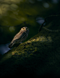 owl wildlife Photography  bird nocturnal bird of prey Nature photoshoot