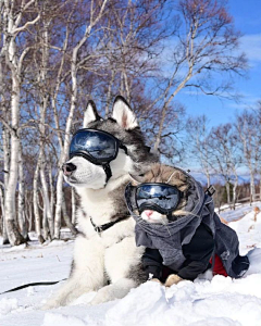 小雪咚咚咚采集到素材