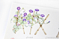 #水彩##水彩花卉##水彩欣赏# 有了篱笆和花簇 就差个院子了 作者@鱼贤 ​​​​