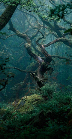 粉稻采集到花想容