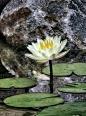 Water Lily and Rock
