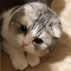 Tr不完美小孩采集到猫
