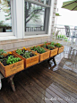 Wine Crates for Herbs: 