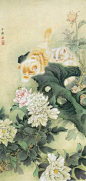 牡丹