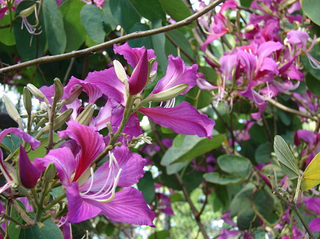 红花羊蹄甲bauhiniablakeana又名洋紫荆