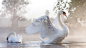 General 1920x1080 animals swans bird sunlight water