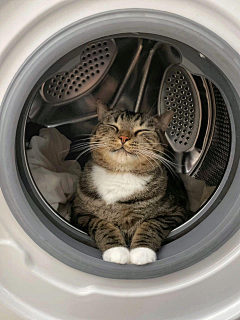 我是一只小小小小鸟儿采集到阿猫阿狗