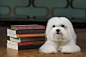 1280-625772504-maltese-dog-with-books.jpg (1280×853)