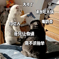 桥哥 
黑猫：可是我不是人啊