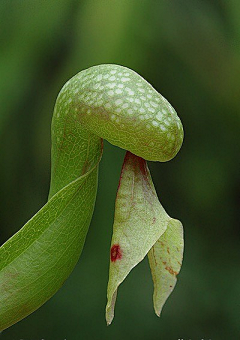 燨子采集到植物