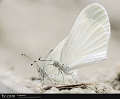 Lynn采集到Butterfly 蝴蝶