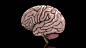 neuroscience HD - Yahoo Image Search Results