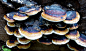 Shelf fungi