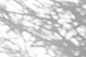 Shadow overlay effect. shadows from tree leaves and tropical branches on a white wall in sunlight. Premium Photo