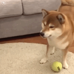 柴犬表情包 的图像结果