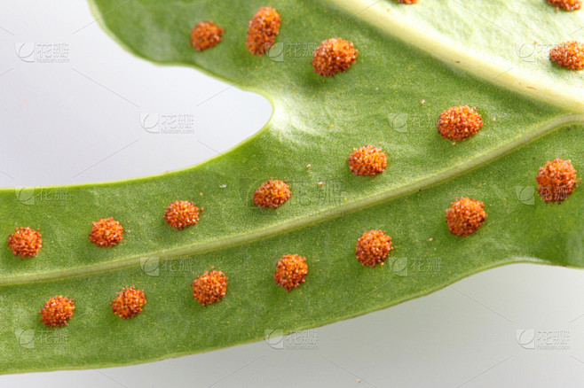 孢子,蕨类,孢子囊,新的,水平画幅,枝繁叶茂,夏天,特写,白色,植物
