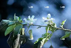 花朵 树叶 苹果 花壁纸 花卉背景 花瓣 自然 美丽的花朵