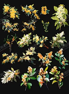 中秋节海报桂花装饰png素材 【酷图网】桂花,png,png素材,桂花png,手绘桂花,手绘花素材,八月,八月十五,中秋装饰元素,中秋节素材