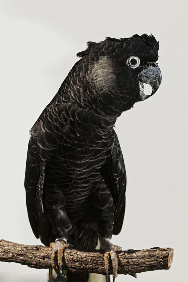 鹦形目凤头鹦鹉科黑凤头鹦鹉属黑凤头鹦鹉