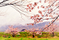 樱花。奈良州，日本