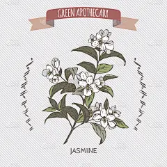 颜色茉莉花又名普通茉莉花素描。
